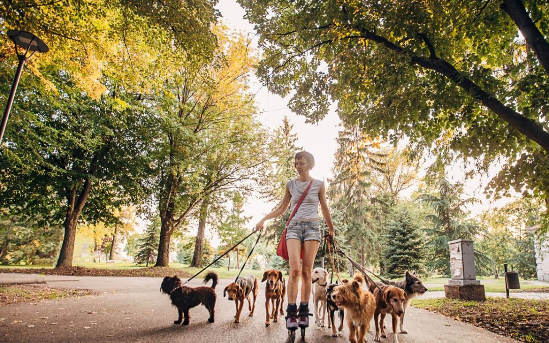 New Free Training Program: Animal Care Attendant!